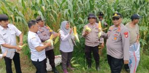 Ratusan Kwintal Jagung Dipanen Polsek Pebayuran Bareng DPPB Kecamatan Pebayuran serta Kelompok Tani