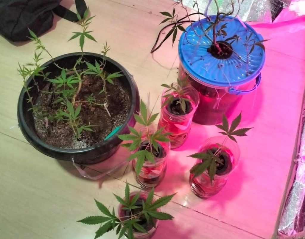 Mahasiswa Di Bekasi Tanam Ganja Di Rumah, Alhasil Ditangkap Polisi