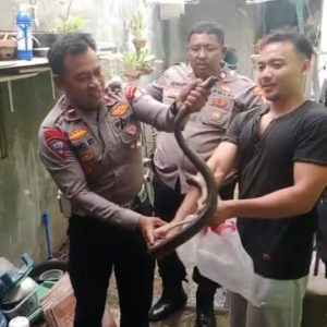 Anggota Polsek Tambun Selatan Tangkap Ular Masuk Rumah Warga